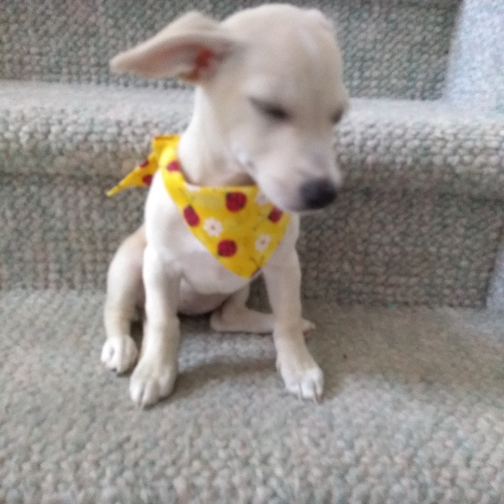 NWOT Dog bandanas new extra large